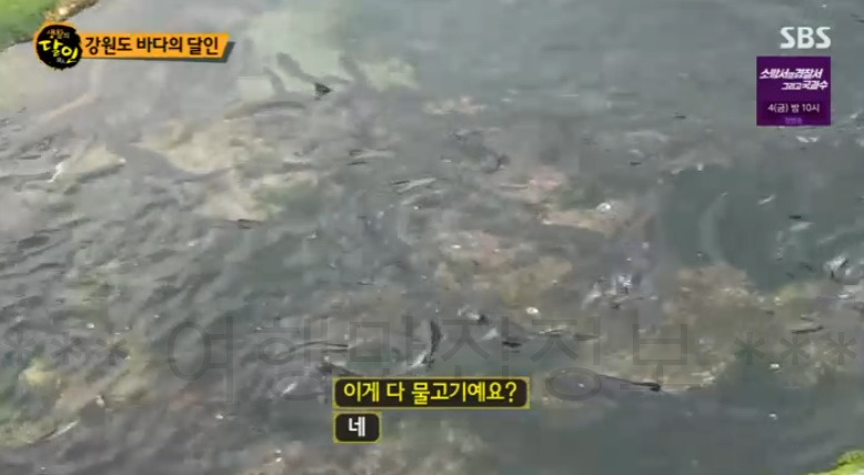 생활의달인 바다 여행 달인 김한웅! 강원도 바다 숨겨진 여행 명소 11 ywAAAAAAQABAAACAUwAOw==