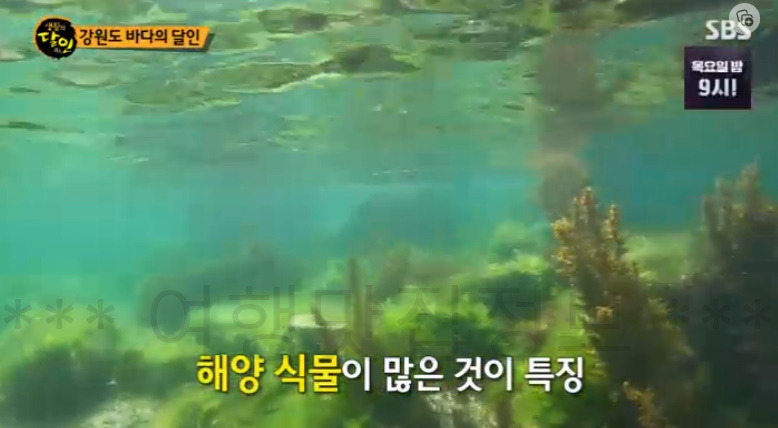 생활의달인 강원도 바다의 달인 스노클링 할 수 있는 곳 추천 - 심곡항 공현진 송지호해수욕장 4 ywAAAAAAQABAAACAUwAOw==