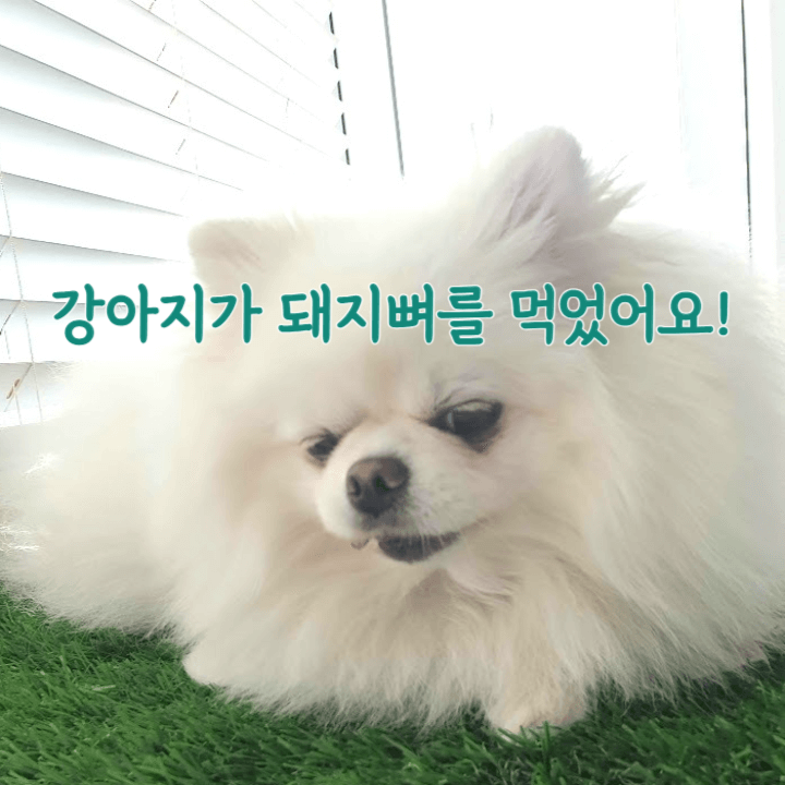 강아지가 돼지 뼈를 먹었을 때 어떻게 해야 할까요? 1 강아지가-돼지뼈를-먹었어요