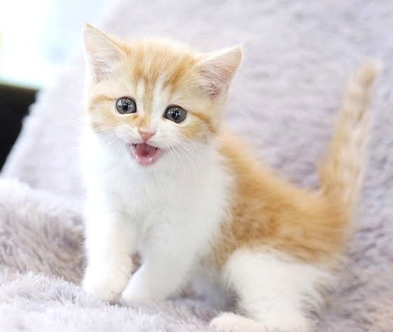 고양이 구해주는 꿈, 살리는꿈, 도와주는꿈 등 상황별 알아보기!! 1 ywAAAAAAQABAAACAUwAOw==