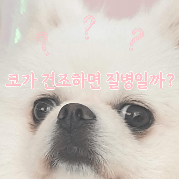 강아지 코가 건조하면 질병일까요? : 코 건조증 1 코가 건조하면 질병일까?