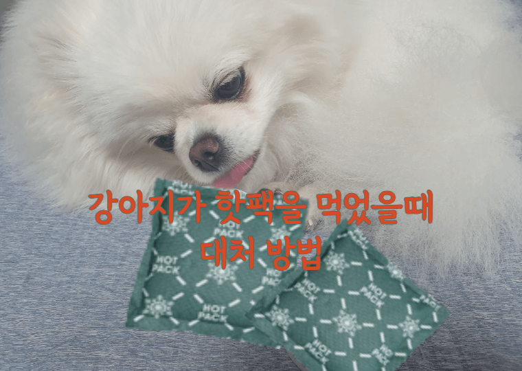 강아지가 핫팩을 먹었을 때 대처 방법 1 강아지가 핫팩을 먹었어요