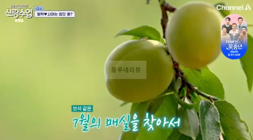 신랑수업 정준하 매실장아찌 비빔국수 레시피 - 형탁 사야 준하 매실장아찌 무침 7 ywAAAAAAQABAAACAUwAOw==