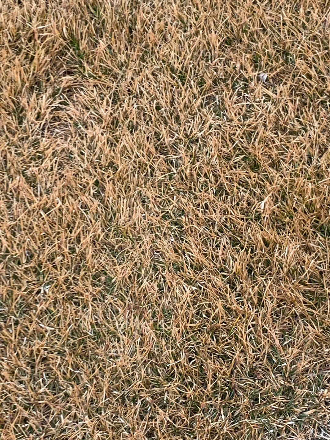 KPGA 2022시즌 개막전이 열리는 라비에벨CC 올드코스 라운드 후기 10 ywAAAAAAQABAAACAUwAOw==