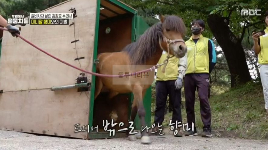 우리동네 털뭉치들 미니말 향미 간 동물원 어디? 갈비사자 살린 김정호 수의사 7 ywAAAAAAQABAAACAUwAOw==