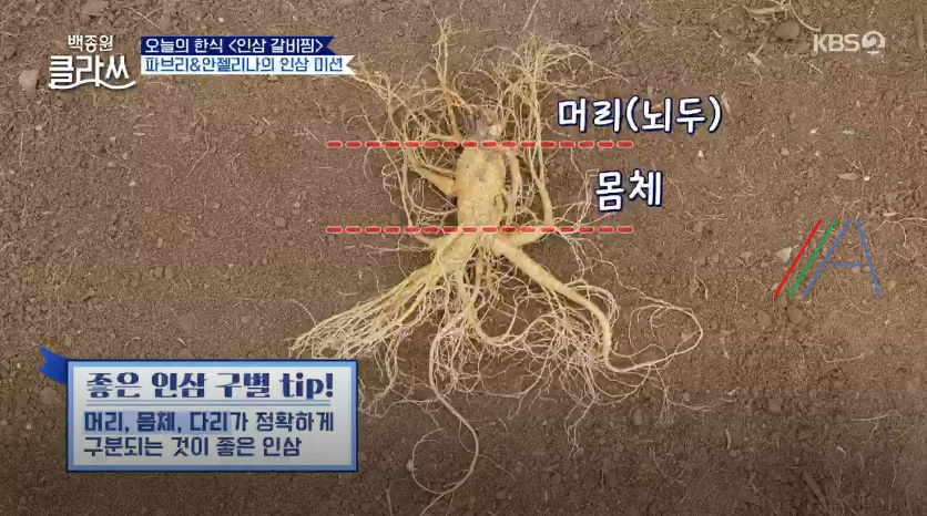 백종원 클라쓰 인삼 갈비찜 레시피 만드는 방법 백종원 갈비찜 만들기 그리고 백종원의 인삼 구매 꿀팁 정리 2 ywAAAAAAQABAAACAUwAOw==