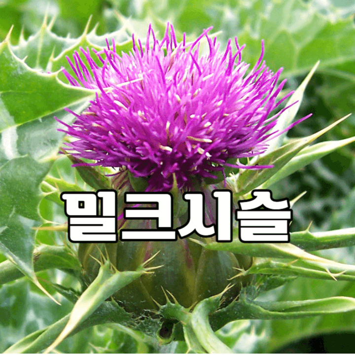 피로는 간 때문이라 챙겨 먹는 밀크시슬 1 밀크시슬