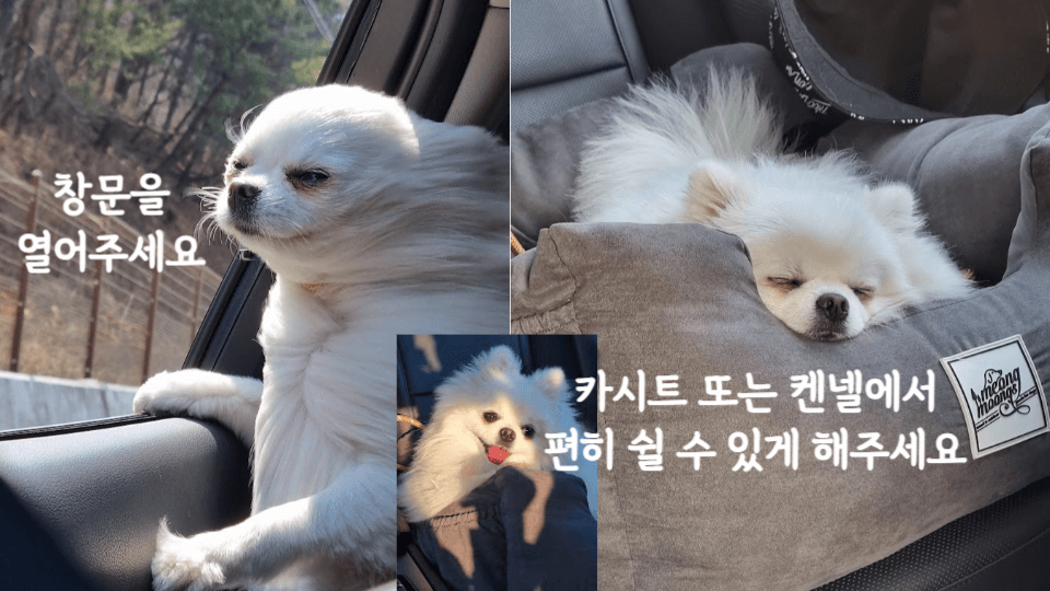 강아지의 차멀미: 멀미 예방을 위한 원인 및 팁 2 강아지 차멀미 예방 팁