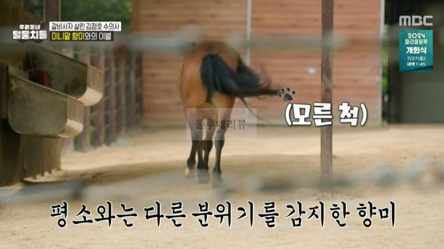 우리동네 털뭉치들 미니말 향미 간 동물원 어디? 갈비사자 살린 김정호 수의사 2 ywAAAAAAQABAAACAUwAOw==