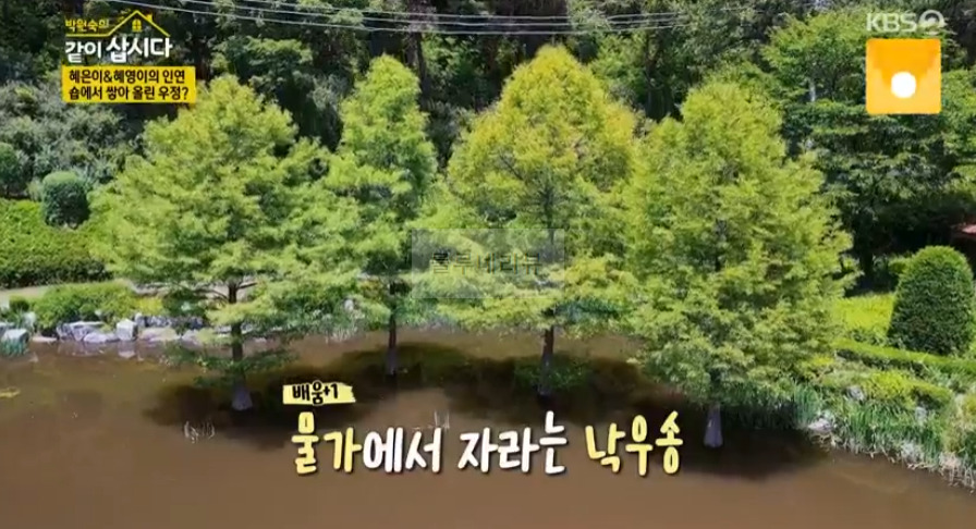 같이삽시다 여주 체험형 수목원, 낙우송, 피크닉 장소 위치 어디? 1 ywAAAAAAQABAAACAUwAOw==