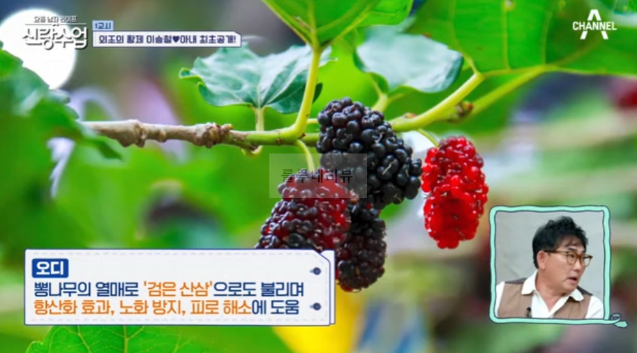신랑수업 이승철 오디 승무디 주스 만들기 레시피 - 활력업 쥬스 3 ywAAAAAAQABAAACAUwAOw==