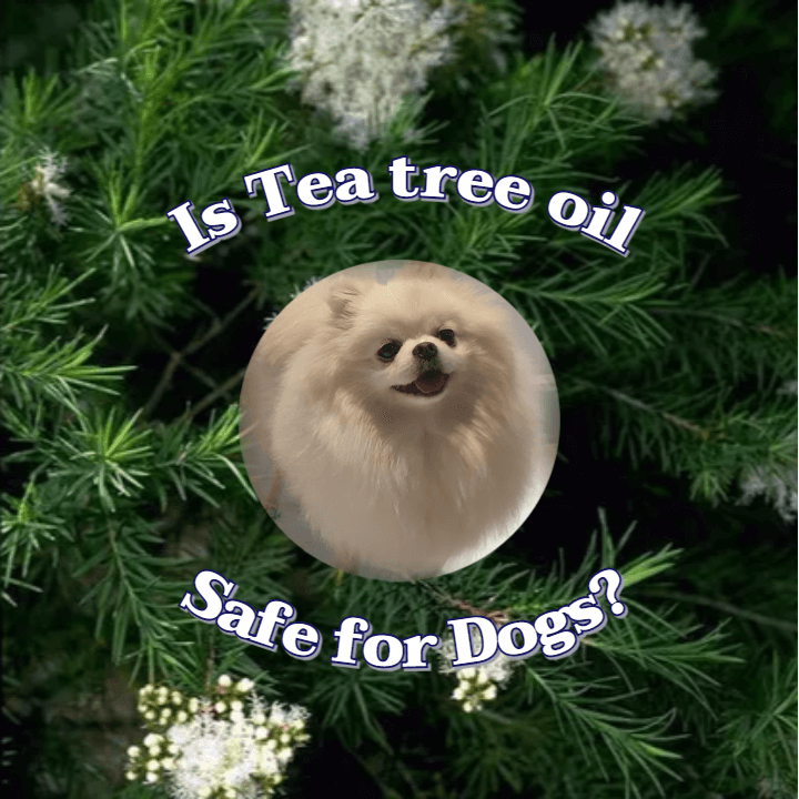 향기로운 티트리 오일 강아지에게 안전할까? 1 tea tree oil
