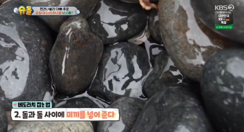 슈돌 주호 찐건나블리 울릉도 바다라면 들어가 봐야지, 바닷가 물놀이한 곳 촬영지 어디? 489회 스노클링 몽돌해변 4 ywAAAAAAQABAAACAUwAOw==
