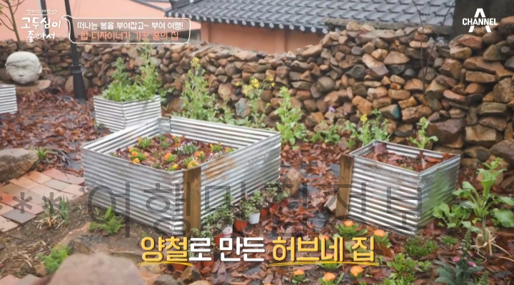 고두심이 좋아서 52회 부여 여행 밥 디자이너가 가꾼 꿈의 집 샌드위치, 꽃차 파는 곳 어디? 3 ywAAAAAAQABAAACAUwAOw==