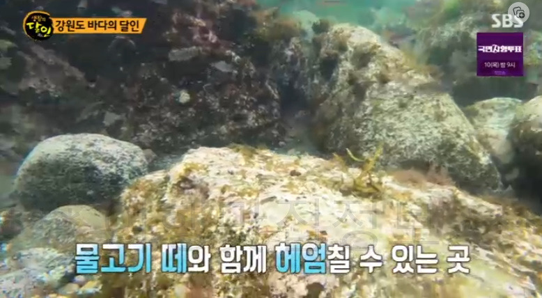 생활의달인 강원도 바다의 달인 스노클링 할 수 있는 곳 추천 - 심곡항 공현진 송지호해수욕장 2 ywAAAAAAQABAAACAUwAOw==