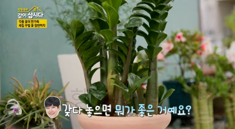같이삽시다 서천 꽃집, 화훼단지 어디? 각종 꽃이 한가득 새집 꾸밀 꽃 장만까지 박원숙 6 ywAAAAAAQABAAACAUwAOw==