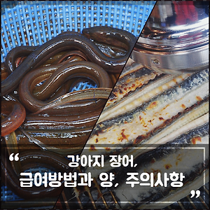 강아지 개한테 초콜릿이 위험한 이유와 먹었을때 대처법