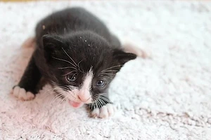 고양이 문앞에서 우는 이유, 고양이 울음 해결법