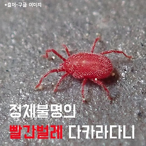 먼지다듬이 퇴치법- 먼지벌레 곰팡이벌레