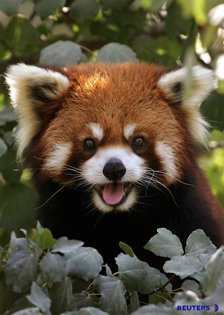 렛서판다(Ailurus fulgens)