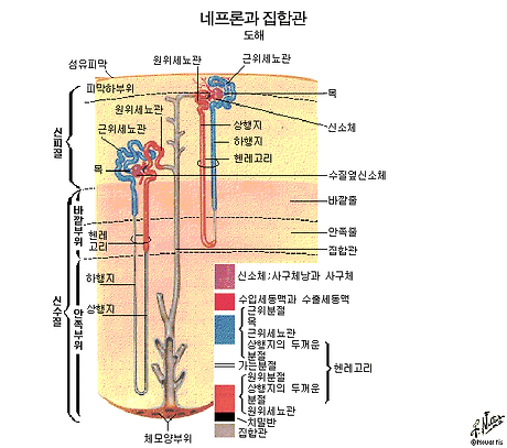 우리 몸속의 장기와 그 주요기능 3 신장 콩팥