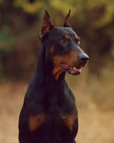 도베르만 핀셔 성격 [사진 중앙포토]