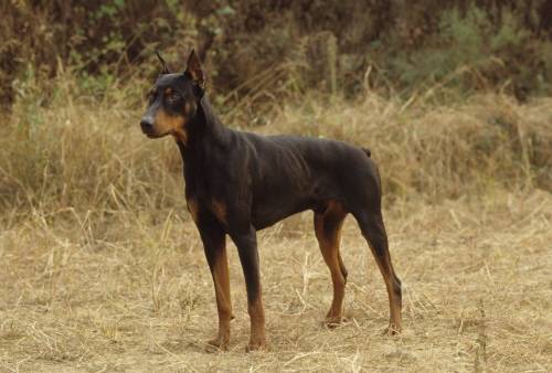 도베르만 핀셔 성격 [사진 중앙포토]