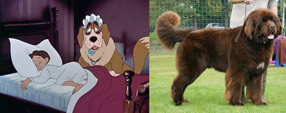 애니메이션 '피터팬'에서 웬디의 반려견 나나와 실물견 뉴펀들랜드.(사진출처 구글)© News1