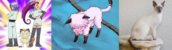 '포켓몬스터' 로켓단 소속 악당 고양이 나옹과 '란마1/2'에서 물이 닿으면 고양이로 변하는 샴푸의 모델 묘종은 샴이다.(사진출처 구글)© News1
