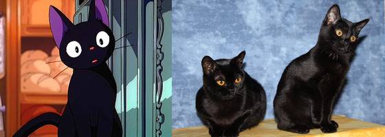 '포켓몬스터' 로켓단 소속 악당 고양이 나옹과 '란마1/2'에서 물이 닿으면 고양이로 변하는 샴푸의 모델 묘종은 샴이다.(사진출처 구글)© News1