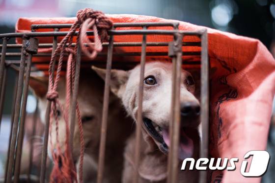 중국 위린시에서 하지를 맞아 열린 개고기 축제에서 식용 개들이 우리에서 팔리고 있다. © AFP=뉴스1