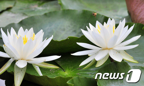 25일 포항 포스텍 캠퍼스의 작은 연못에 수련이 꽃망울을 터뜨리자 꿀벌들이 모여들고 있다./2015.6.25/뉴스1 © News1 최창호 기자