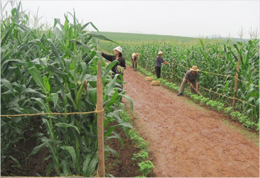 북한농민들이 장마를 대비해 농작물을 관리하는 모습(사진=노동신문 자료)