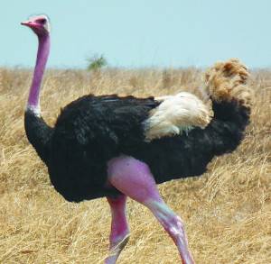 탄자니아의 타조. 위키미디어