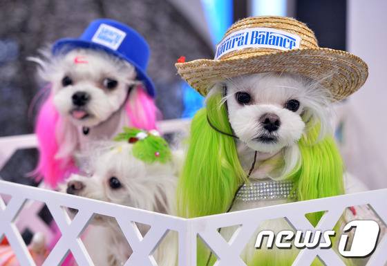 지난달 30일 오후 경기 고양시 일산서구 킨텍스에서 '2015 서울 FCI 국제 도그쇼'가 개최됐다. 반려동물과 함께 즐길 수 있는 축제인 이번 도그쇼에는 국내외 70여종 3000여 마리의 다양한 견종들이 참가했다.(자료사진)/뉴스1 © News1 신웅수 기자