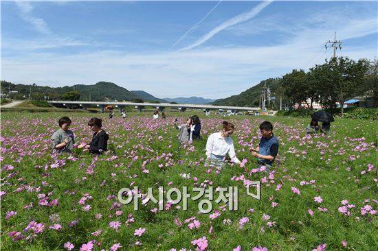 장성 황룡강 주변에 오색물결 코스모스가 활짝 펴 가족 나들이 장소로 큰 인기를 누리고 있다. 사진=장성군
