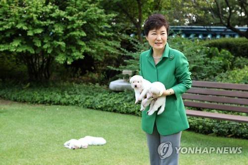 朴대통령 "靑 강아지 이름, 평화·통일·금강·한라·백두"      (서울=연합뉴스) 박근혜 대통령이 청와대 관저에서 키우는 진돗개 희망이·새롬이의 새끼 5마리의 이름이 평화·통일·금강·한라·백두로 정해졌다.      박 대통령은 20일 자신의 페이스북 계정에 올린 글에서 "희망이, 새롬이의 5마리 강아지들은 이젠 눈도 뜨고 어미 품에서 행복하고 건강하게 잘 지내고 있다"며 "그동안 여러분께서 좋은 이름들을 많이 보내주셨는데 많은 생각 끝에 장석원님께서 지어주신 평화, 통일, 금강, 한라, 백두로 정했다"고 전했다.   2015.9.20   << 청와대 제공 >>      srbaek@yna.co.kr