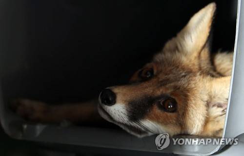 음성 양계농장서 발견된 여우     (청주=연합뉴스) 김형우 기자 = 23일 청주시 오창읍 충북야생동물센터에서 지난 19일 음성의 한 양계농가 창고에서 발견된 2년생 암컷 여우가 치료를 받고 있다.      현재 국립공원관리공단 종복원기술원와 환경부 소속 국립생물자원관은 이 여우가 토종인지 사육 여우인지를 조사하고 있다. 2015.9.23     vodcast@yna.co.kr