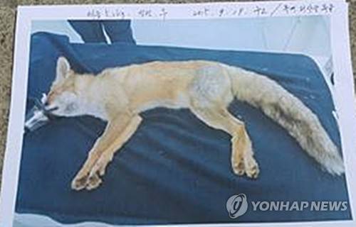 음성 양계농장서 발견된 여우     (청주=연합뉴스) 지난 19일 충북 음성의 한 양계농가 창고에서 발견된 2년생 암컷 여우의 모습.     현재 이 여우는 충북야생동물센터에서 치료를 받고 있다.     국립공원관리공단 종복원기술원와 환경부 소속 국립생물자원관은 이 여우가 토종인지 사육 여우인지를 조사하고 있다. 2015.9.23      vodcast@yna.co.kr