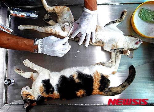 【서울=뉴시스】길고양이 수를 줄여가는 가장 좋은 현실적 대안으로 TNR(포획-중성화-방사)이 꼽힌다. 사진은 고양이 중성화 수술 모습. (뉴시스 DB)