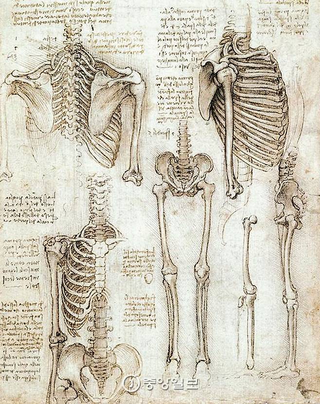 레오나르도 다빈치(1452~1519)가 그린 인체해부도 중 갈비뼈와 다리뼈 부분. [중앙포토]