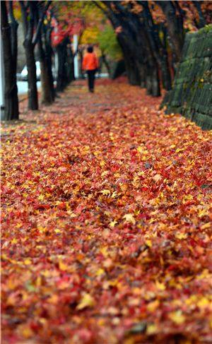 대구 명품관광코스 중 팔공산 힐링길의 늦가을 풍경