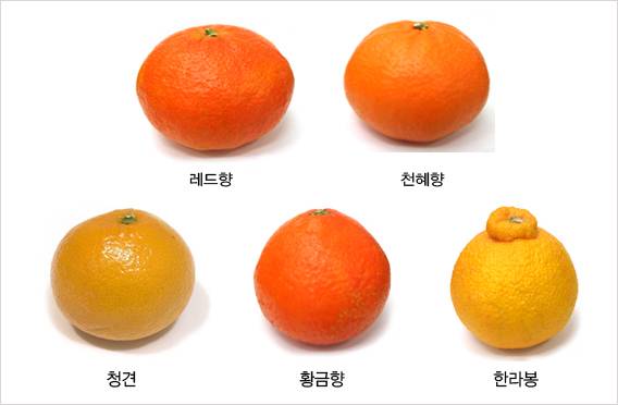 [사진제공=농협유통]