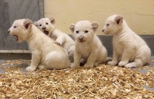 ■ 네쌍둥이 백사자 모두 ‘왕자님’