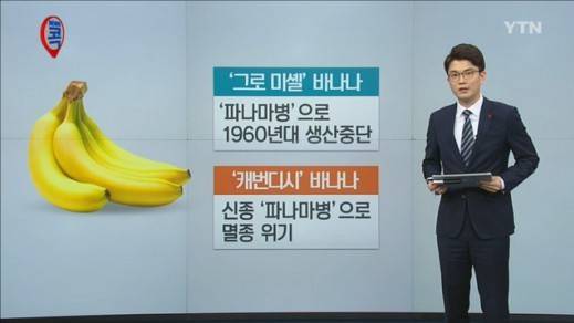 바나나 곰팡이출처:/뉴스캡쳐