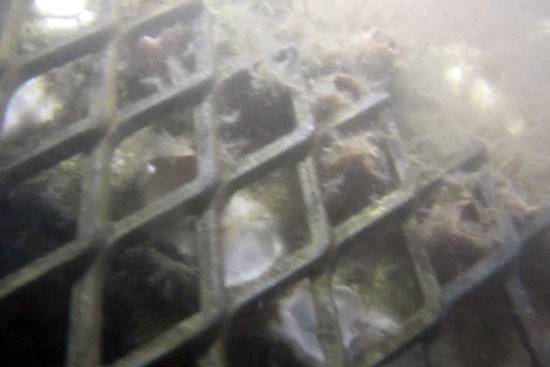 ⓒ세월호참사 특별조사위원회 제공 : 11월19일 세월호 선체 조사에 착수한 특조위가 세월호 선체의 외부 모습 일부를 공개했다.