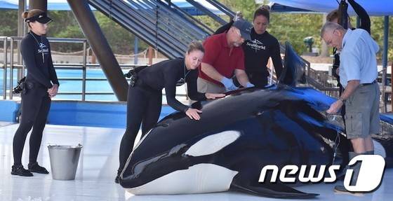 21일 숨진 범고래 '우나'가 생전에 샌안토니오 씨월드에서 치료를 받던 모습. © News1