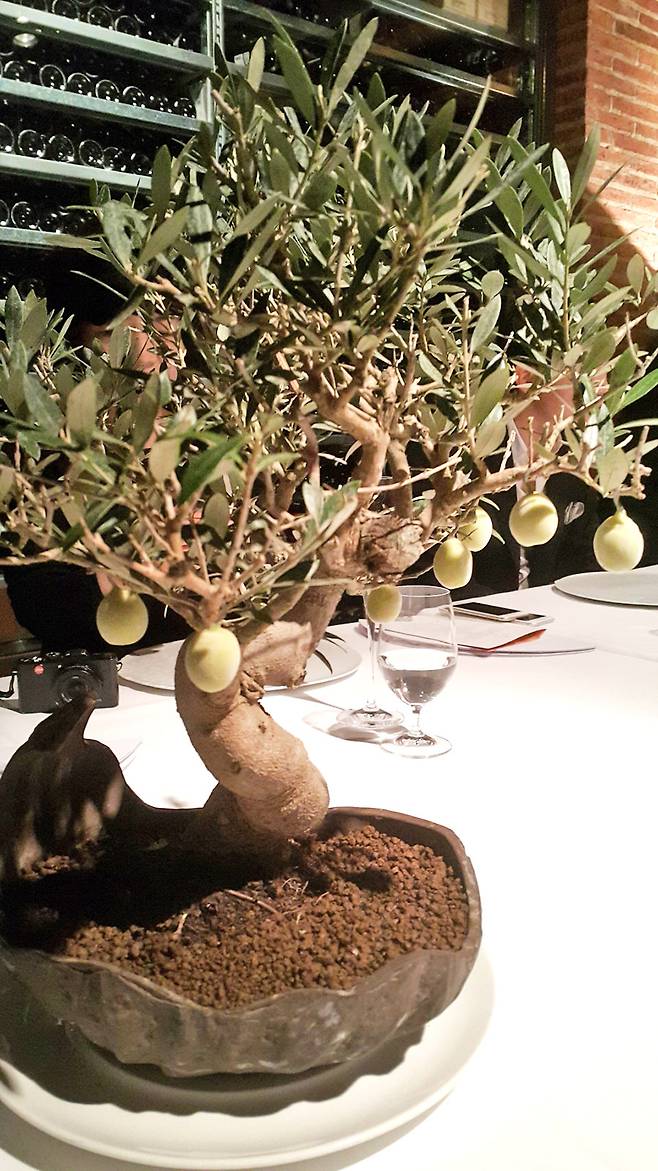 올리브 나무 분재와 열매.