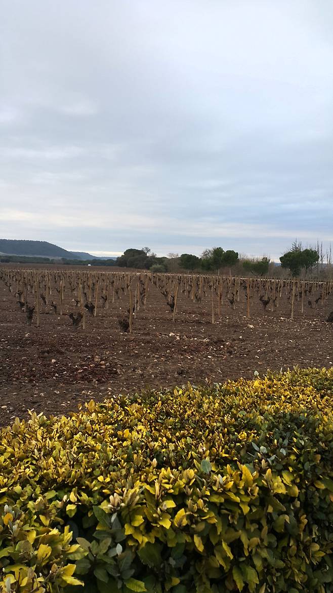 끝없이 펼쳐진 호텔 앞 포도밭