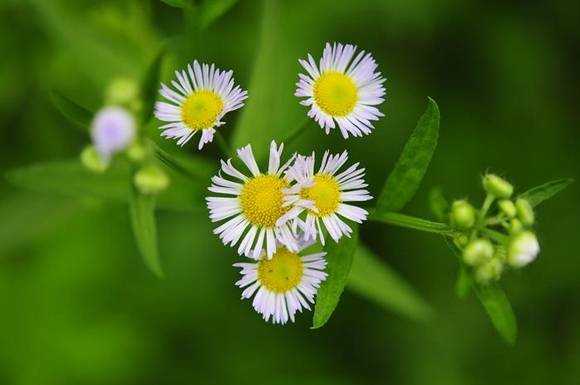 개망초(혀 모양 꽃이 봄망초보다 많지 않다)